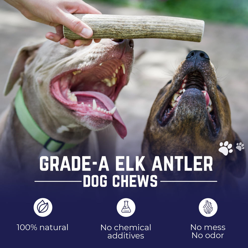 Devil Dog Pet Co close-up of antler texture reveals dense marrow benefits