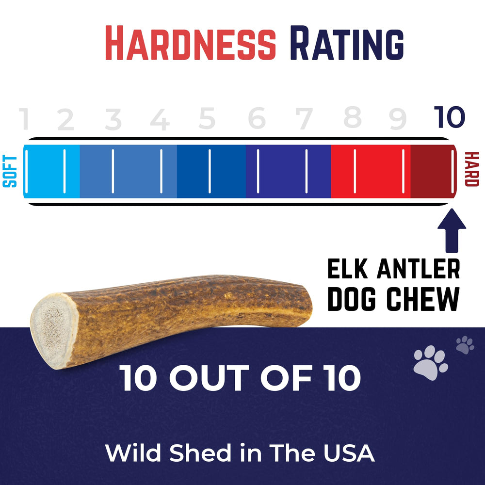 Devil Dog Pet Co antler with dog on couch shows calm, supervised chew time
