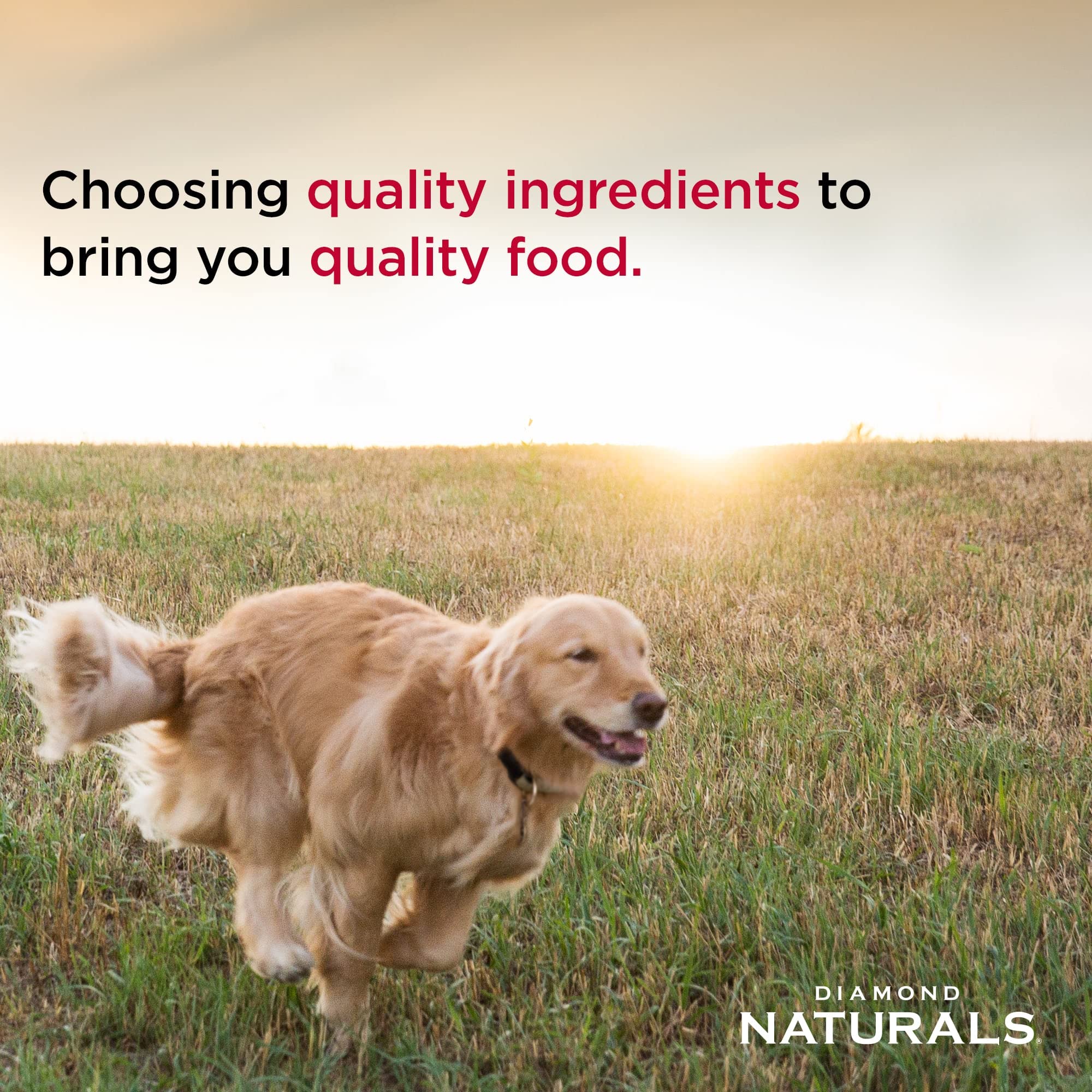 Diamond Naturals lifestyle shot of large dog eating bowl demonstrating appetite satisfaction