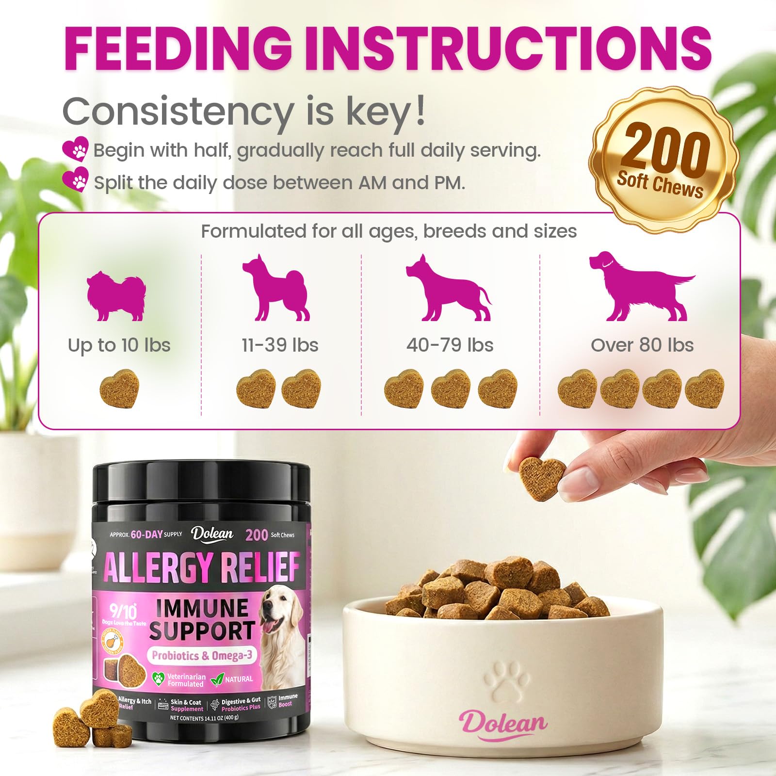 Dolean dog eating a chew demonstrating acceptance and simple daily use