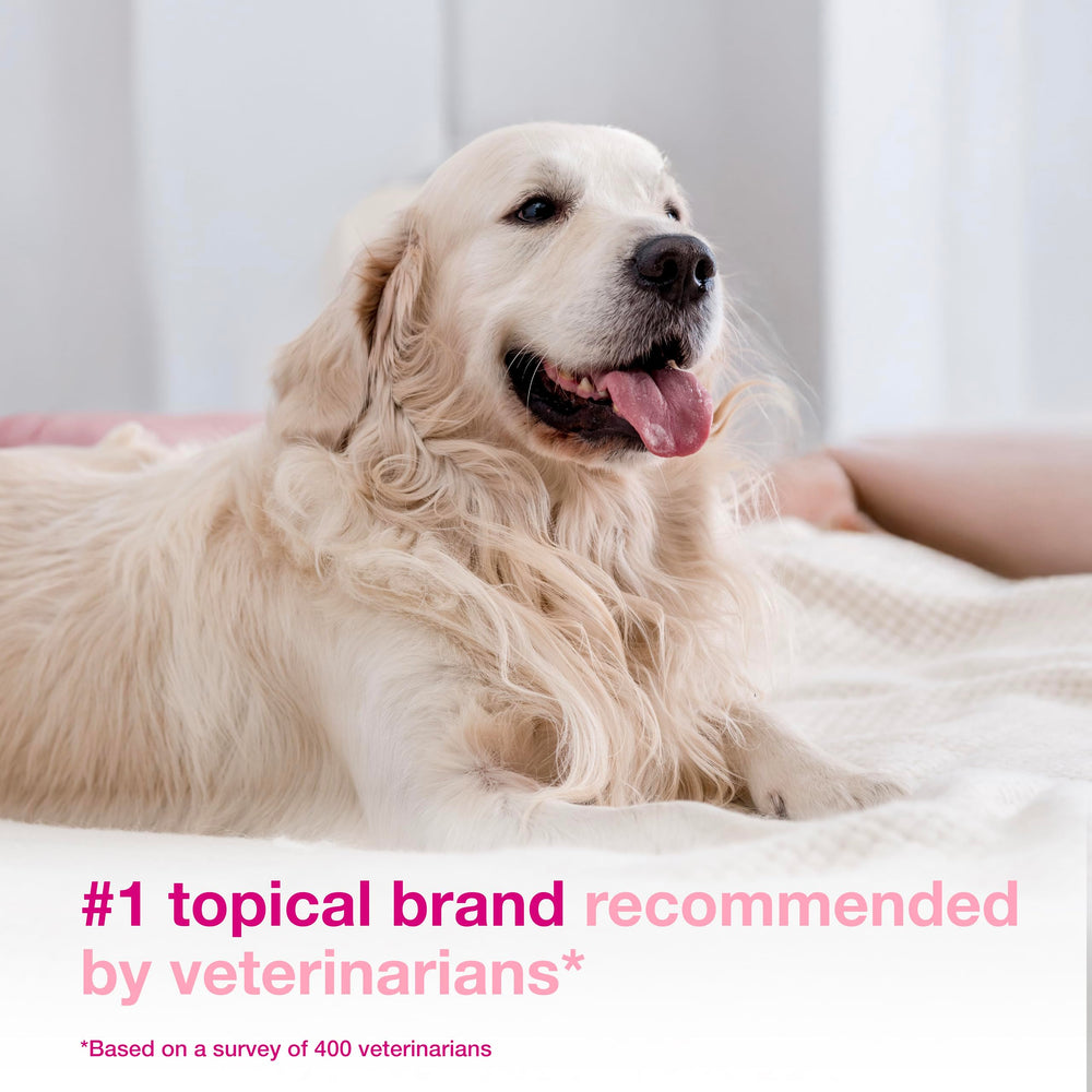 Douxo being applied to a dog showing quick, leave-on itch relief