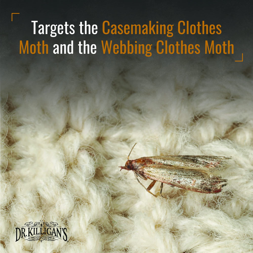 Dr. Killigan's traps placed in a closet among hanging garments for ongoing moth monitoring