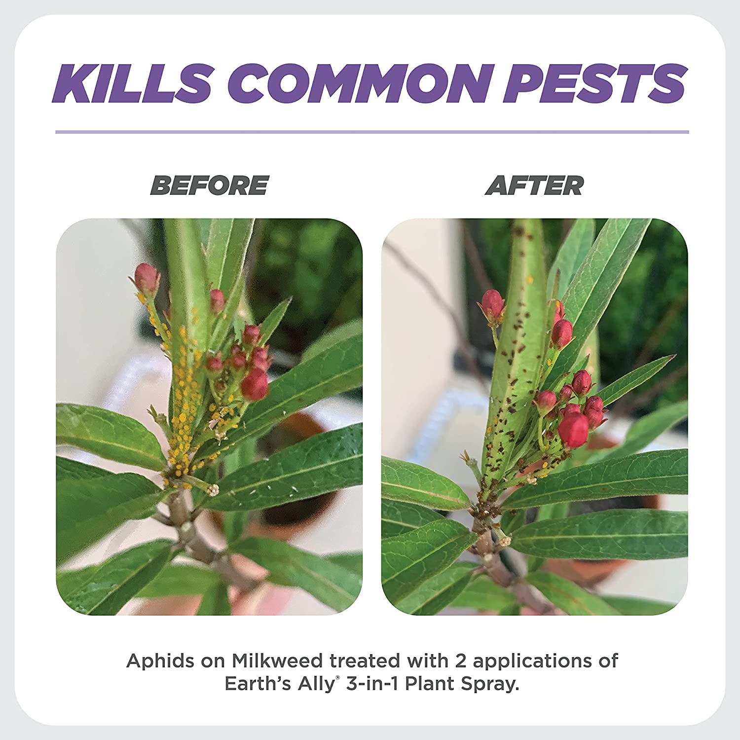 Earth's Ally being sprayed on a houseplant to control pests