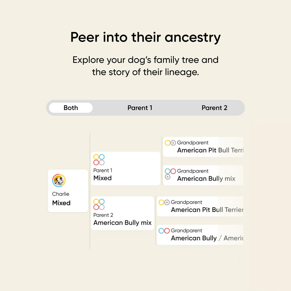 Embark health report page close-up with condition summaries and vet guidance