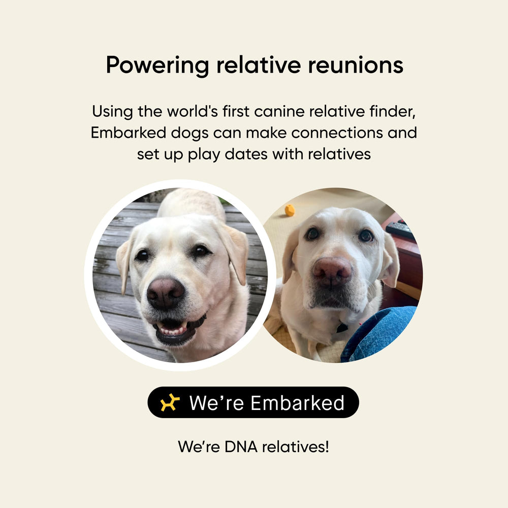 Embark trait infographic highlighting coat, size, and grooming recommendations