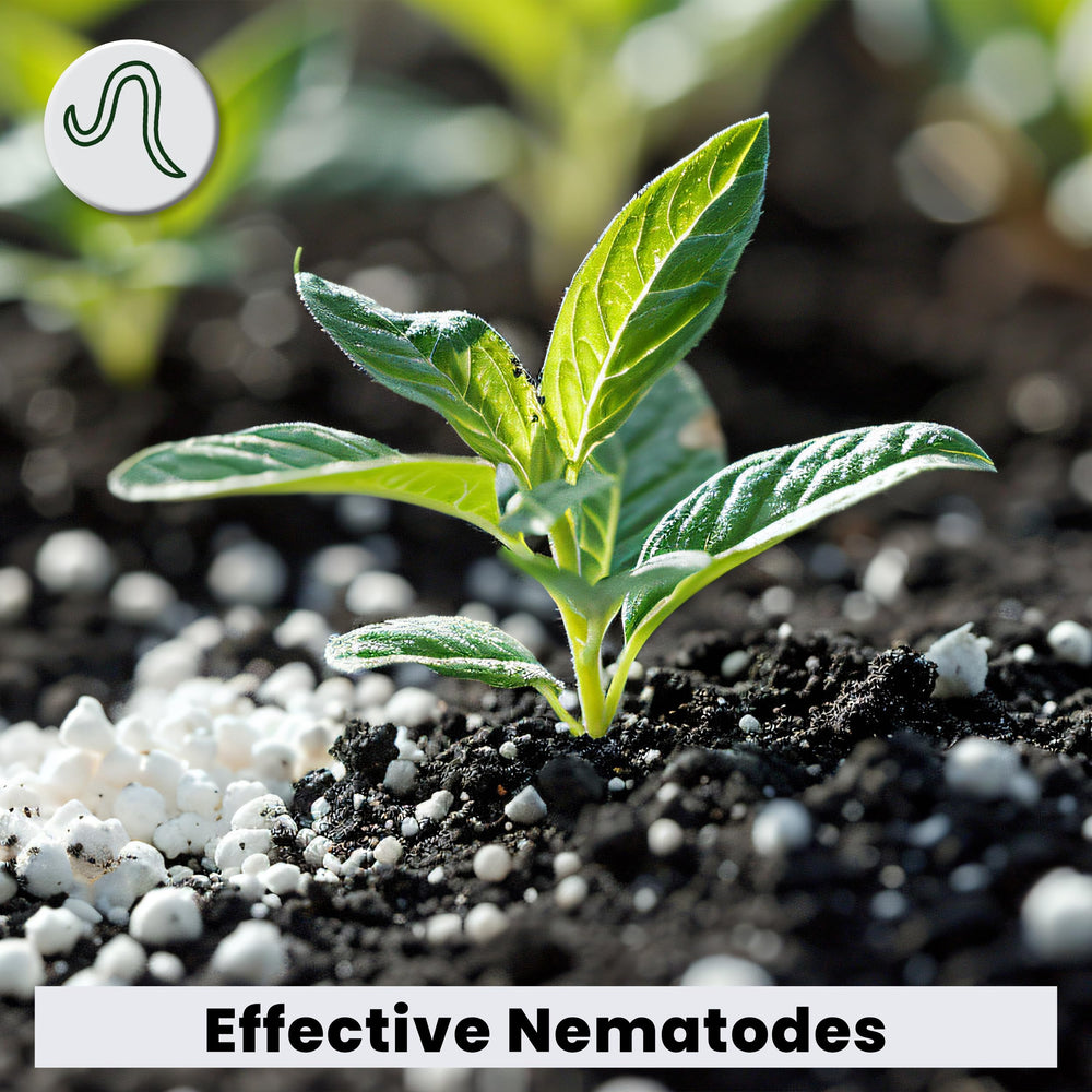 The Environmental Factor NemaKnights in a greenhouse and potted plants showing versatile use