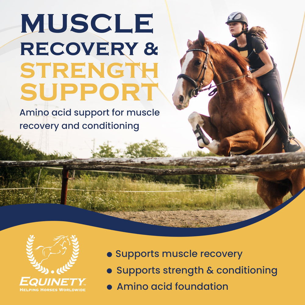 Scoop of Equinety Horse XL powder ready to measure a daily serving