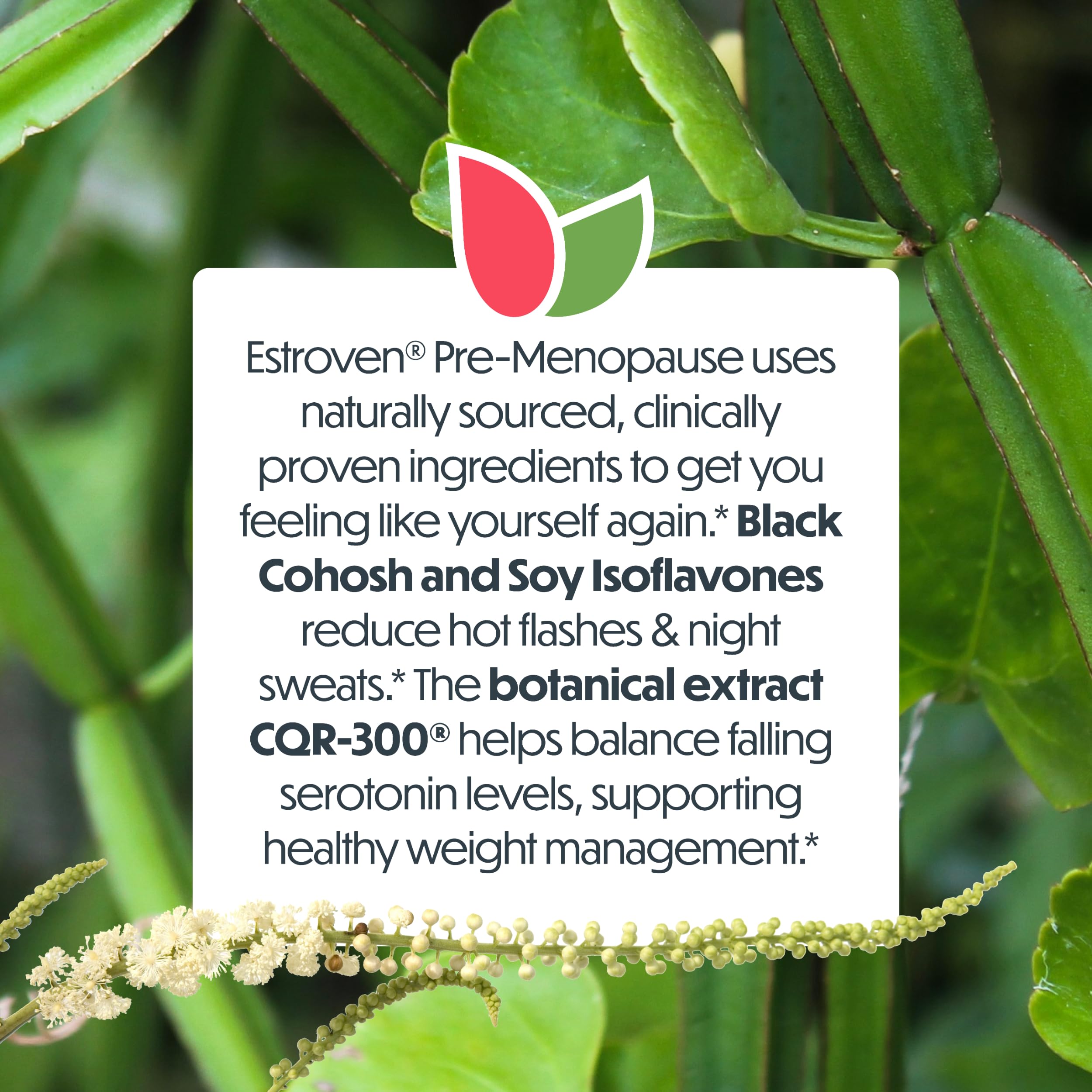 Estroven botanical ingredient display highlighting black cohosh and soy for natural support