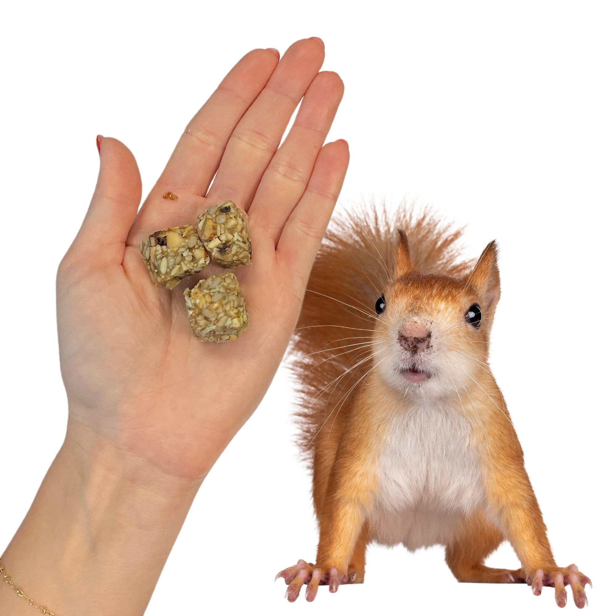 Exotic Nutrition block tucked in a toy for foraging, showcases mental stimulation benefit