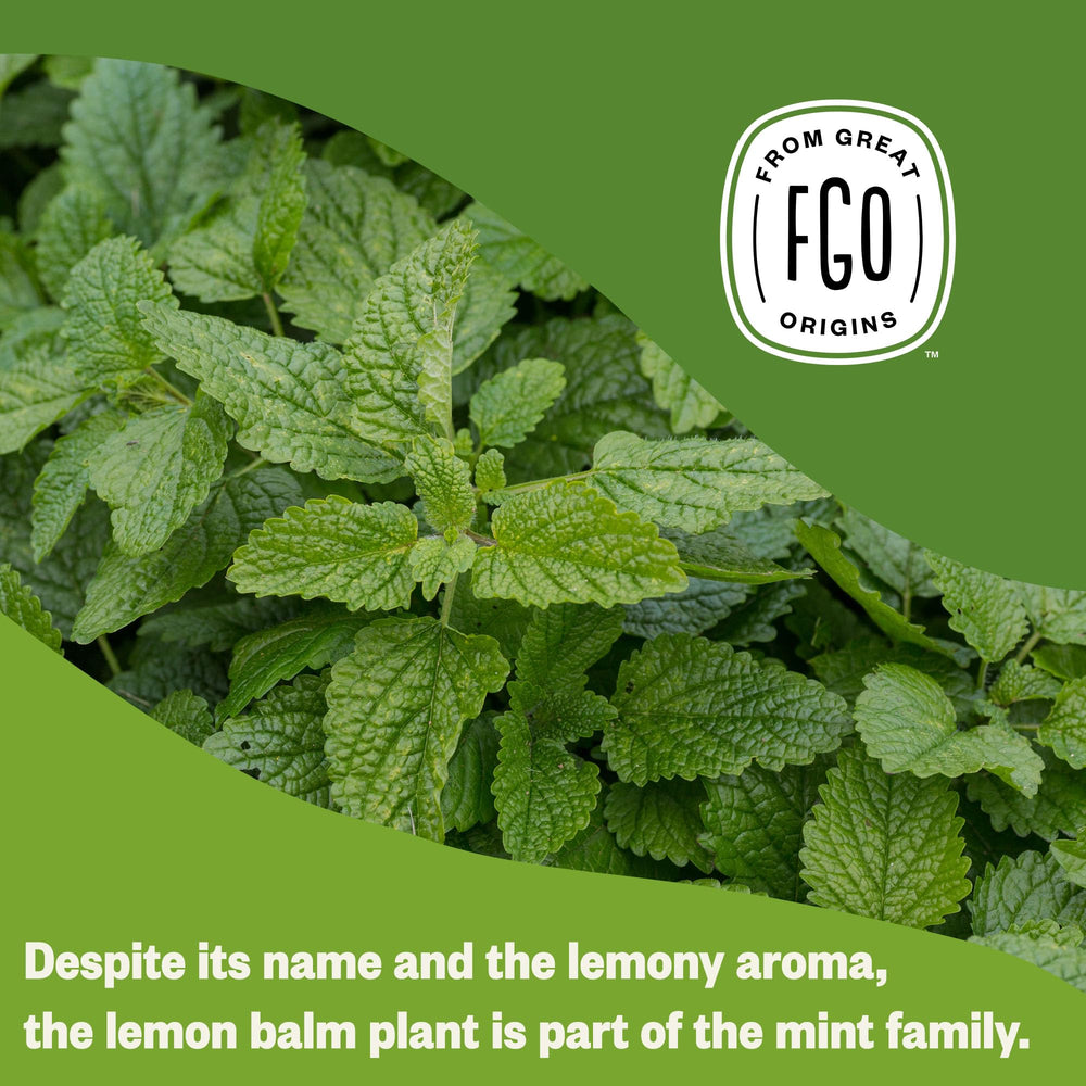FGO steeped lemon balm tea in cup offering a bright, caffeine-free drink
