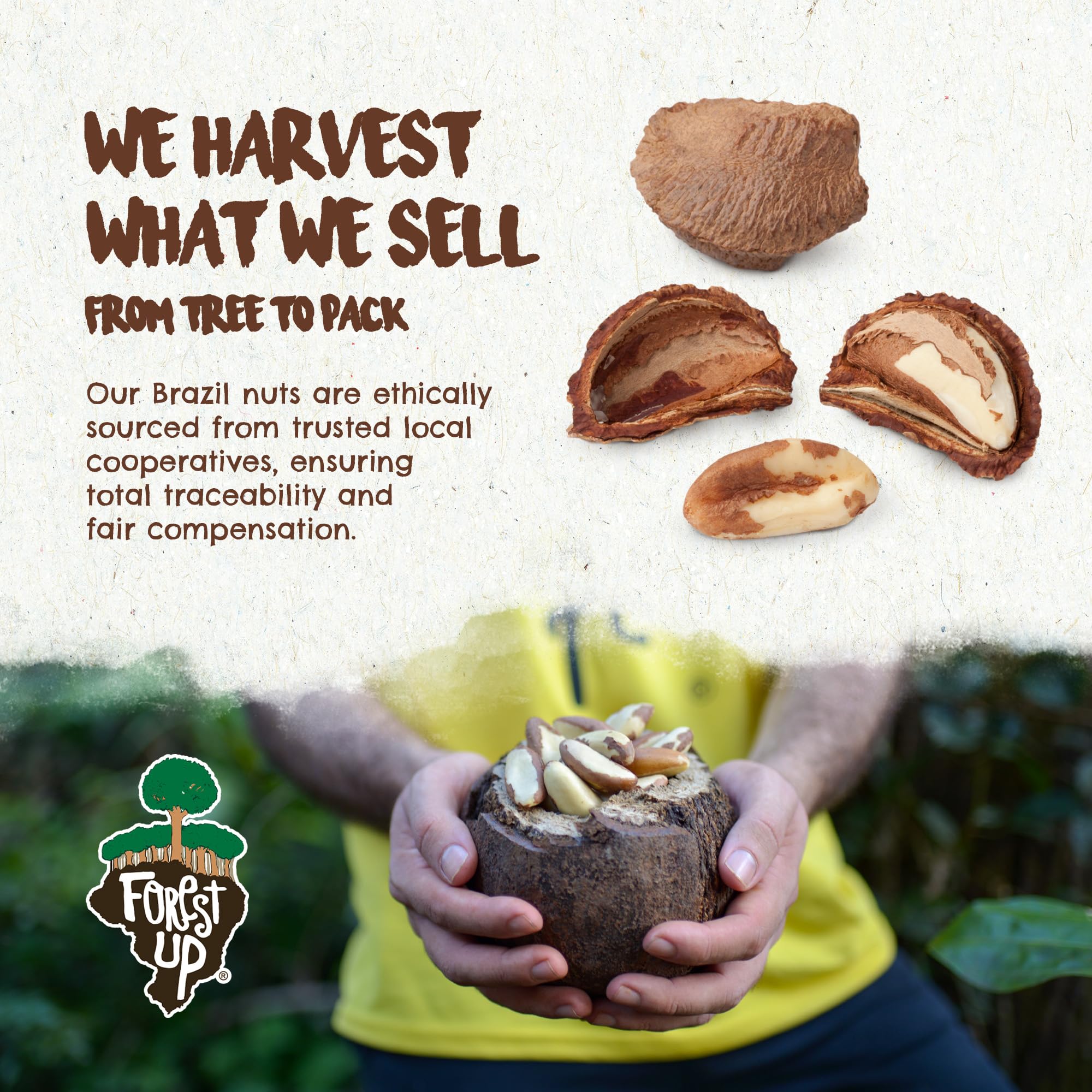 Floresta em Pé Brazil nuts in a hand for scale, showing generous 15 oz quantity and portion size