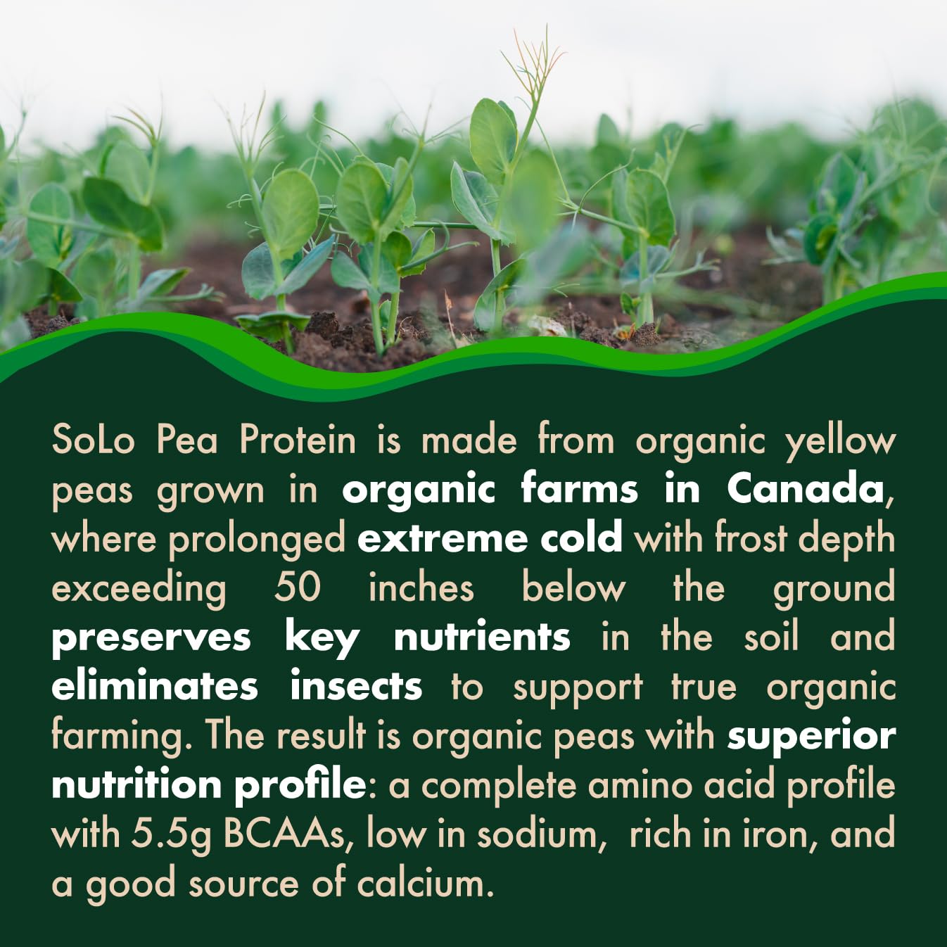 FOLONA SOLO blended in a smoothie demonstrating neutral taste and creamy texture