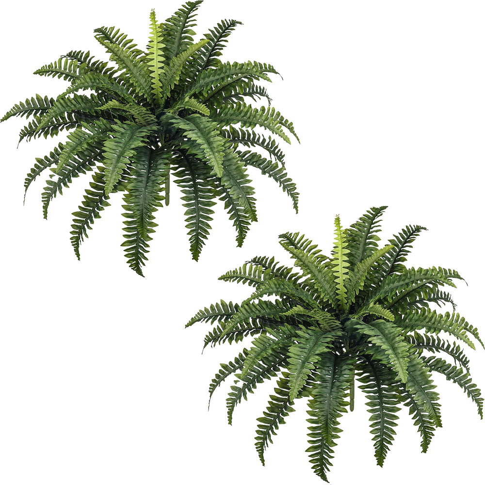 FOREST PRINCE front view of two bundled ferns showing full shape and coverage benefit