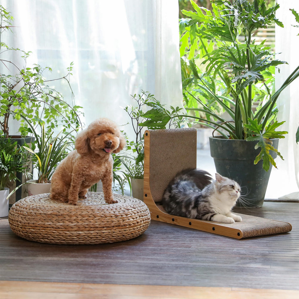 FUKUMARU horizontal setup with cat lounging providing comfortable resting spot