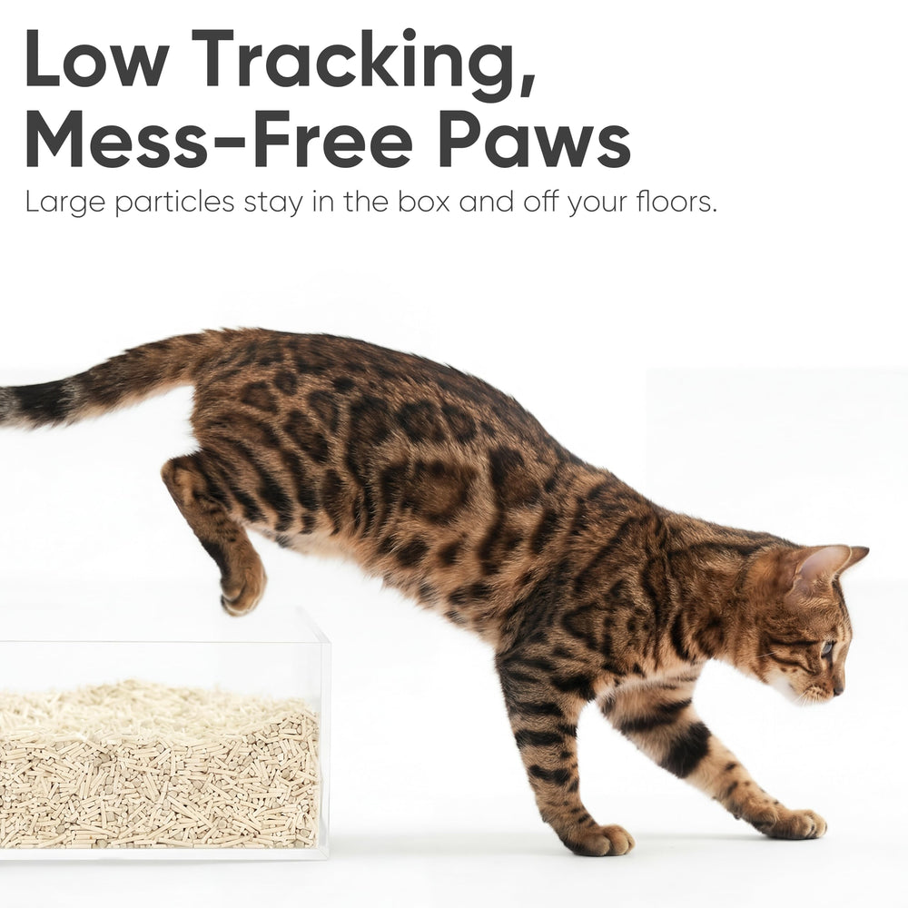 FUKUMARU litter in box with cat using it demonstrating natural odor control