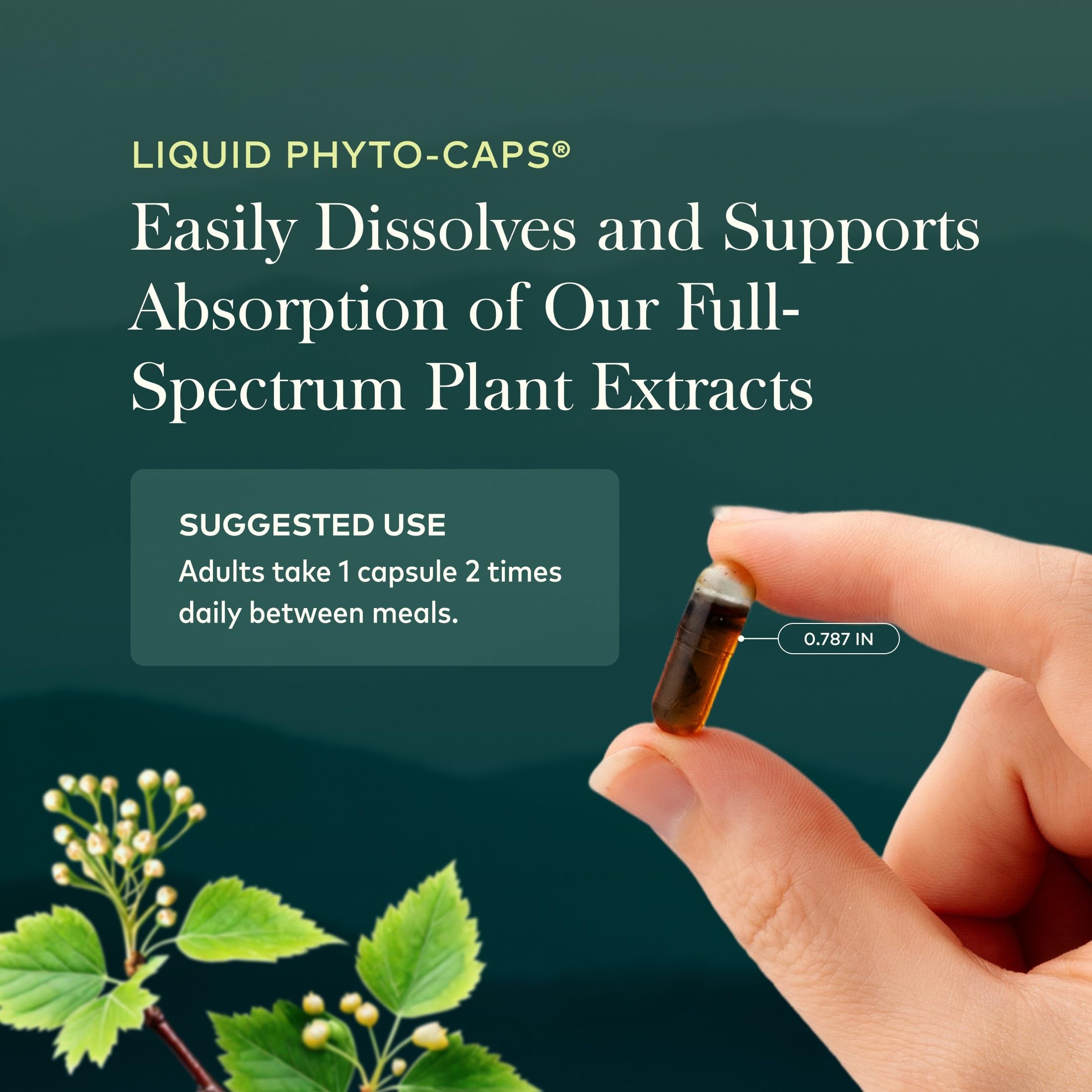 Gaia Herbs in-use morning routine scene supporting daytime energy