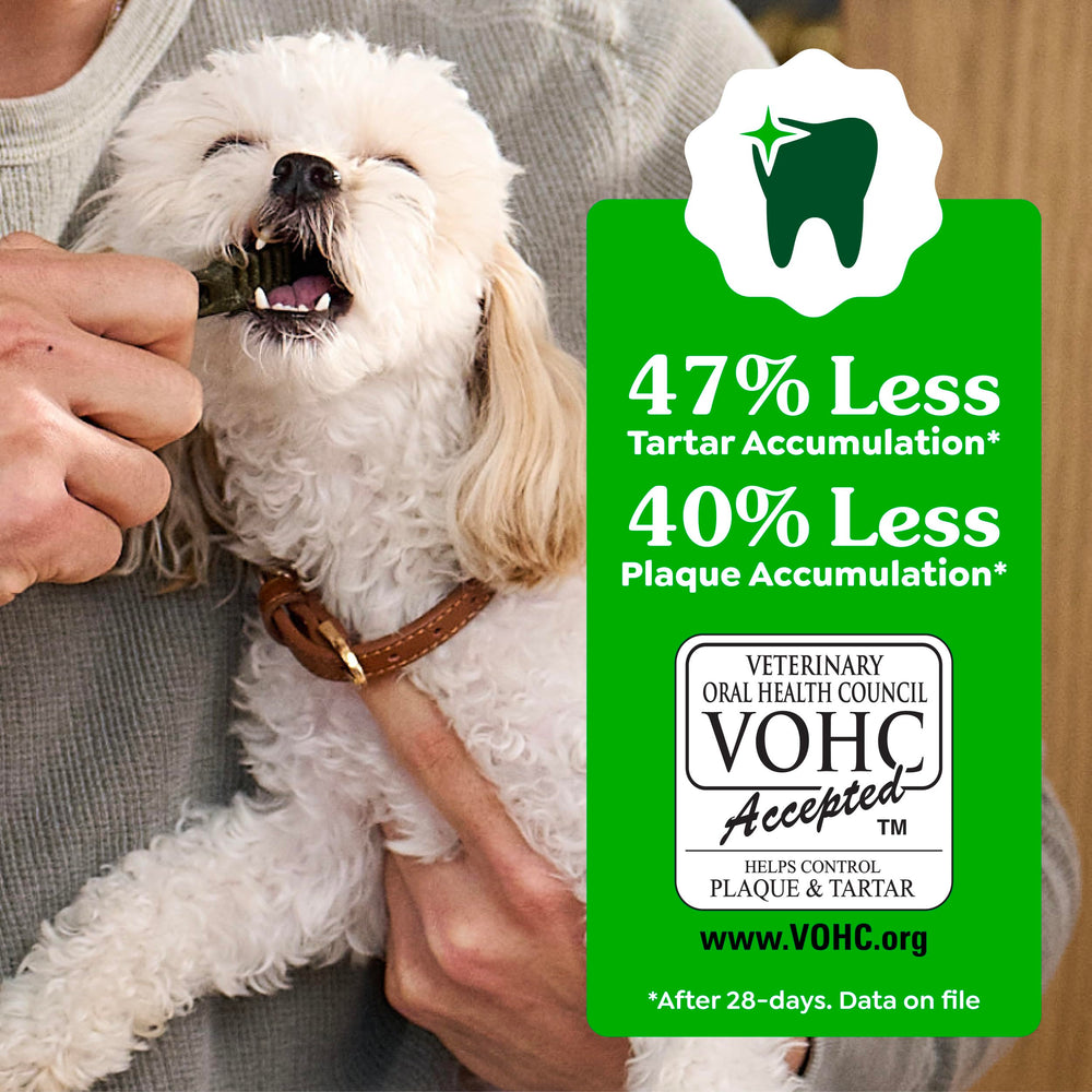 Greenies chew beside ruler demonstrating large-size fit for big dogs