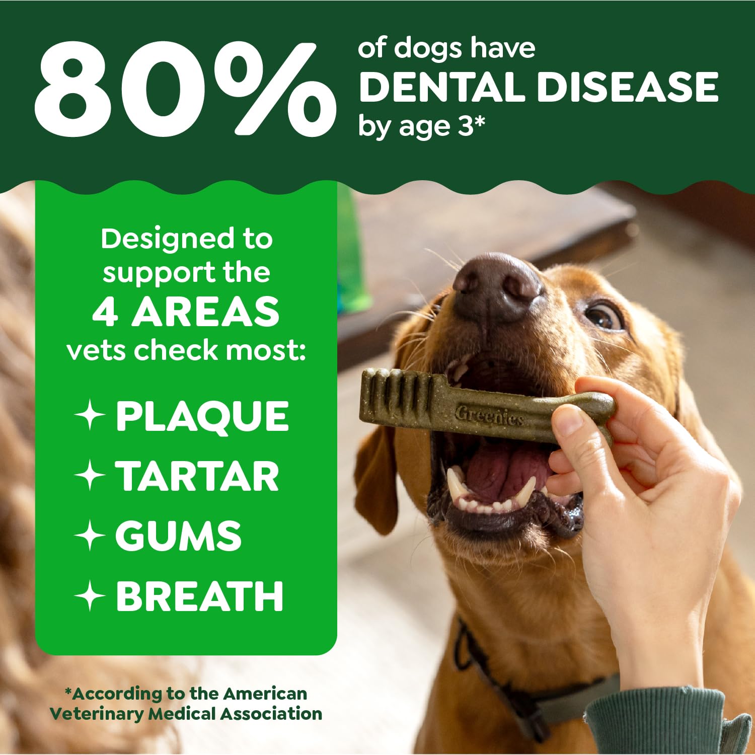Small dog chewing Greenies petite treat demonstrating dental cleaning benefit