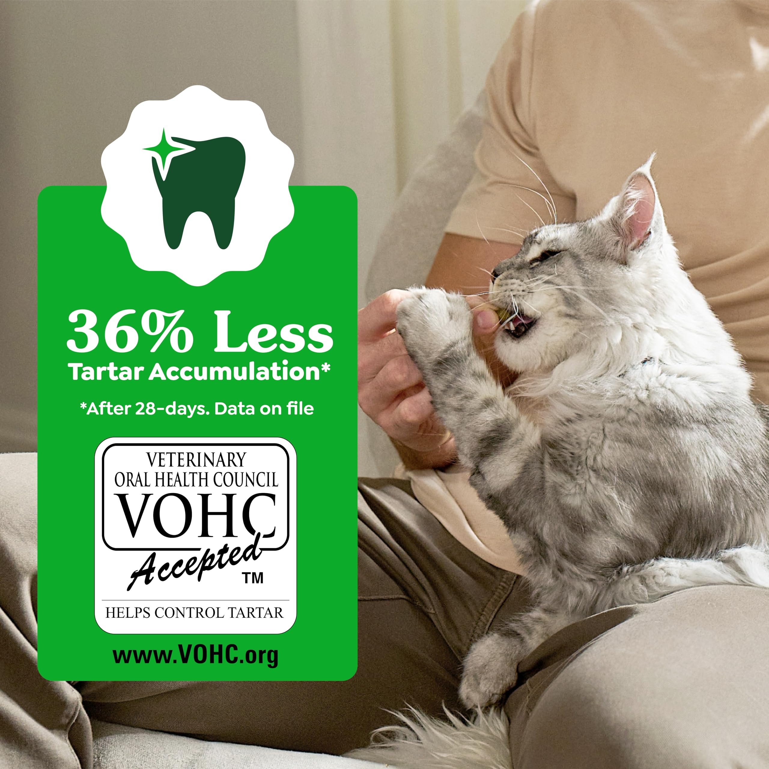 Cat enjoying Greenies salmon dental treat, encourages regular chewing and cleaning