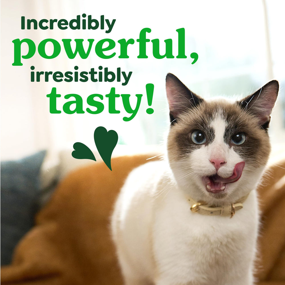 Hand holding Greenies treat to show size and portion control for safe feeding