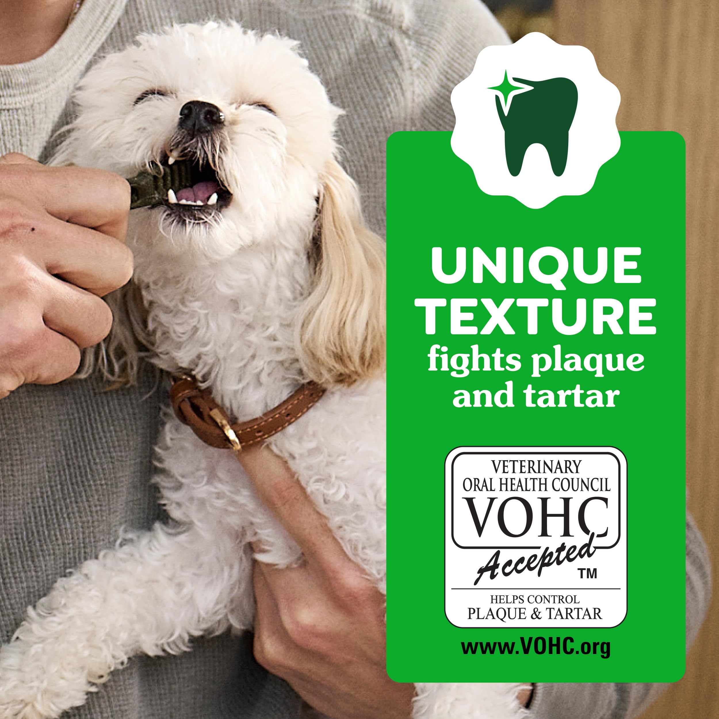 Small senior dog chewing Greenies for gentler oral cleaning and comfort