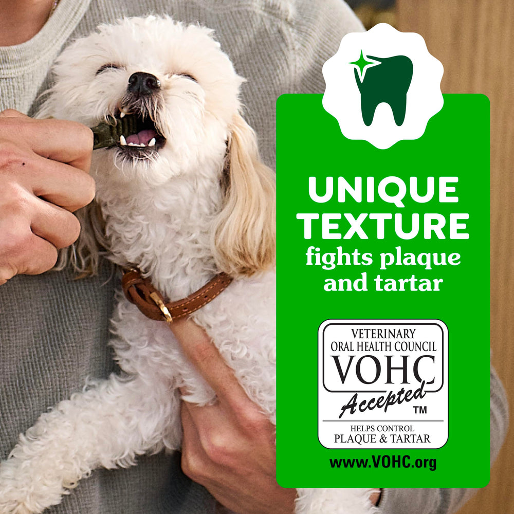 Small senior dog chewing Greenies for gentler oral cleaning and comfort