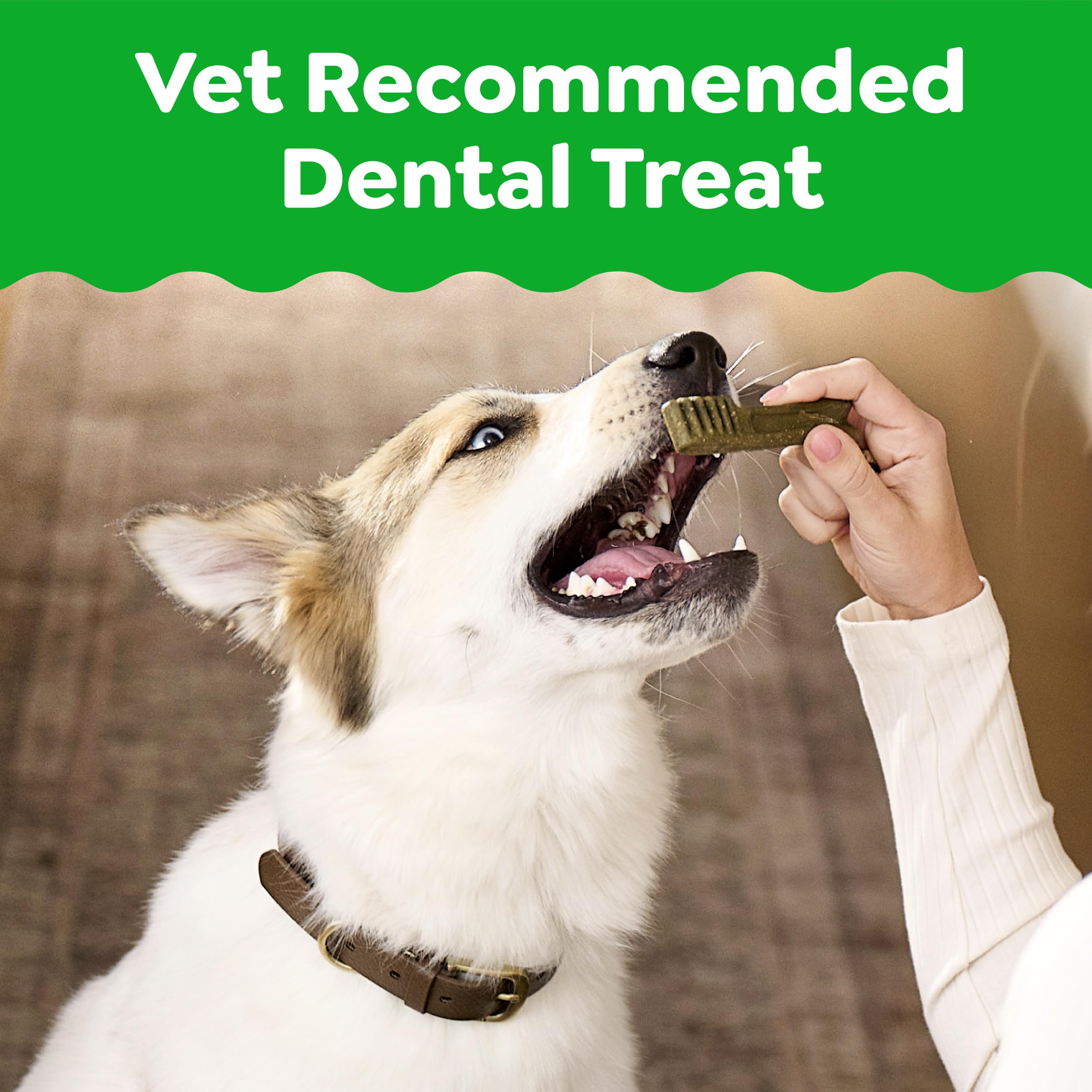 Small dog chewing Greenies Teenie demonstrating enjoyable dental cleaning