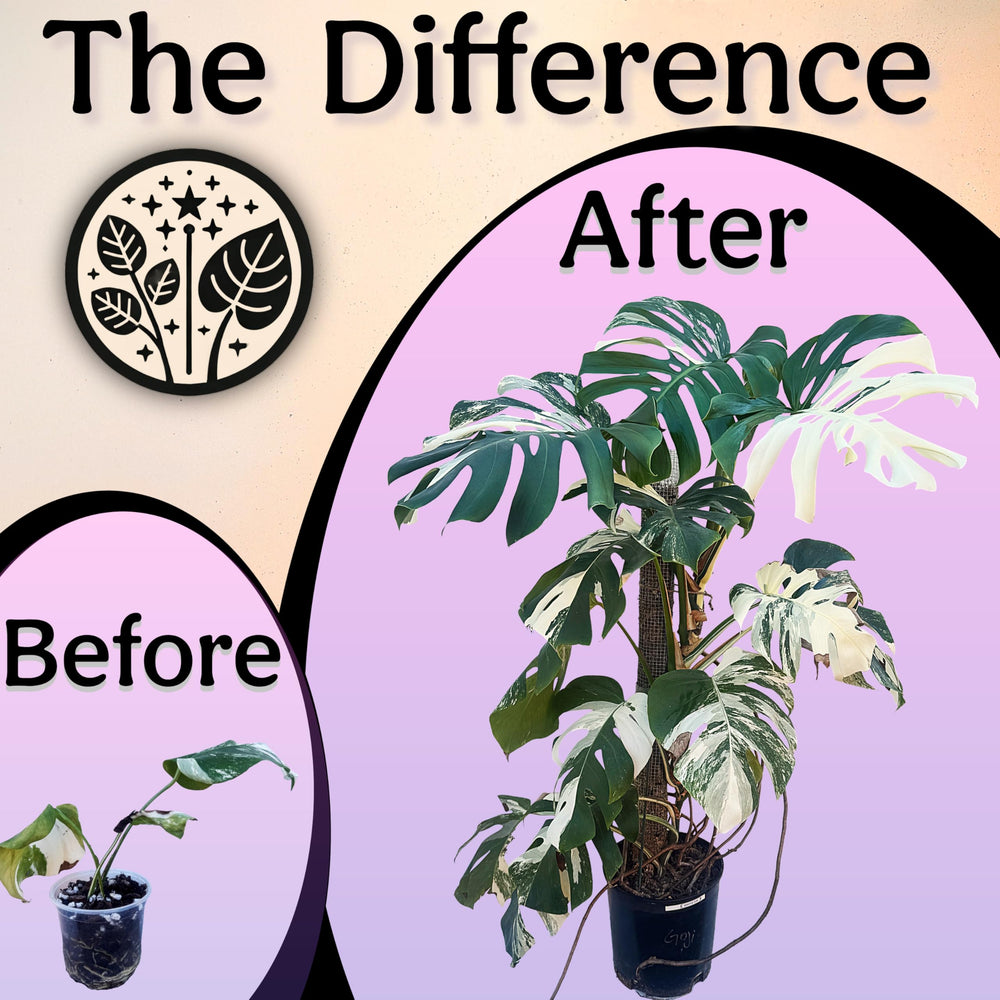 Grow Queen bottle cap and dosage mark showing simple accurate mixing benefit