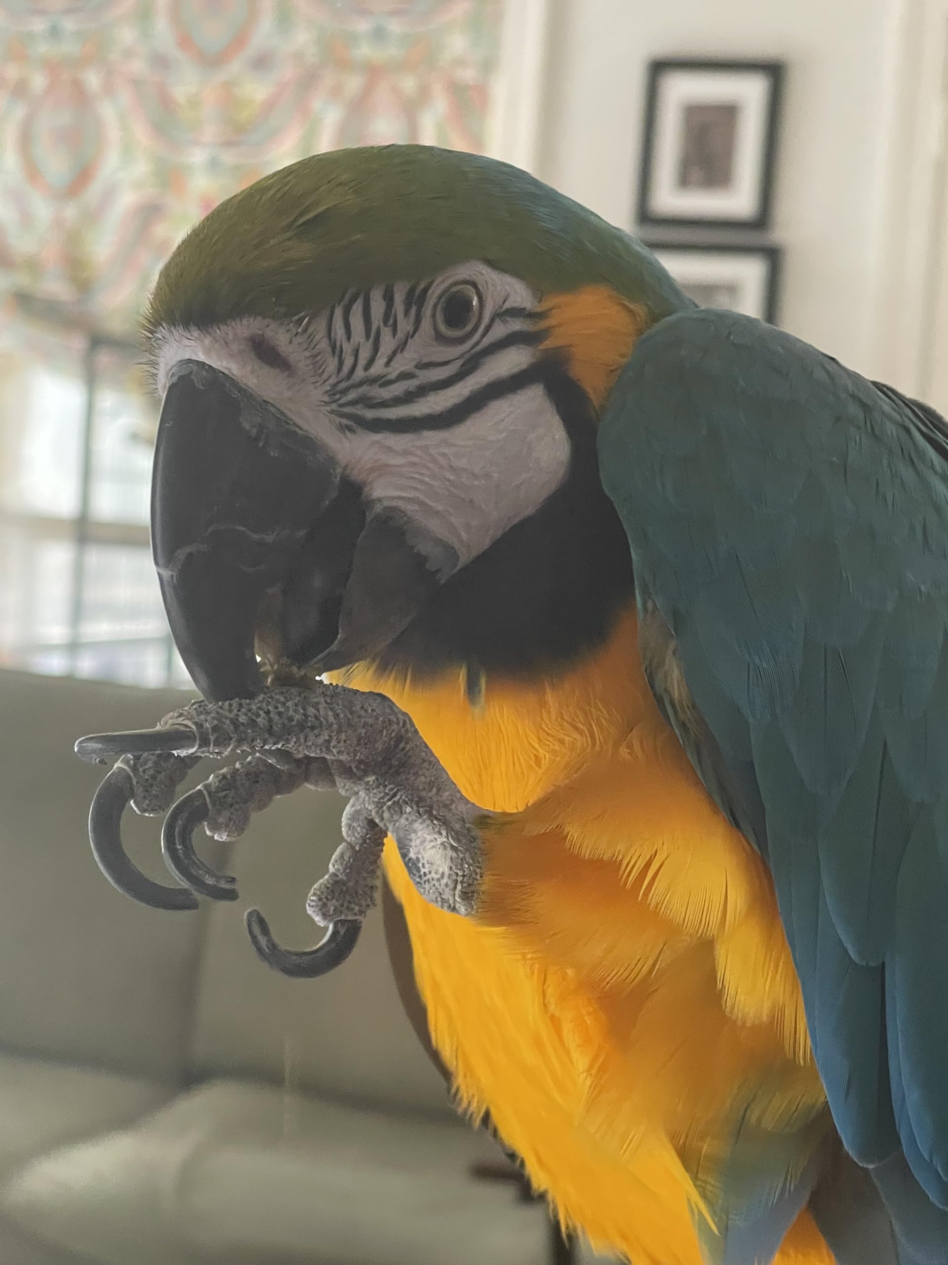 Harrison's parrot eating a Nuggie demonstrating acceptance and reward