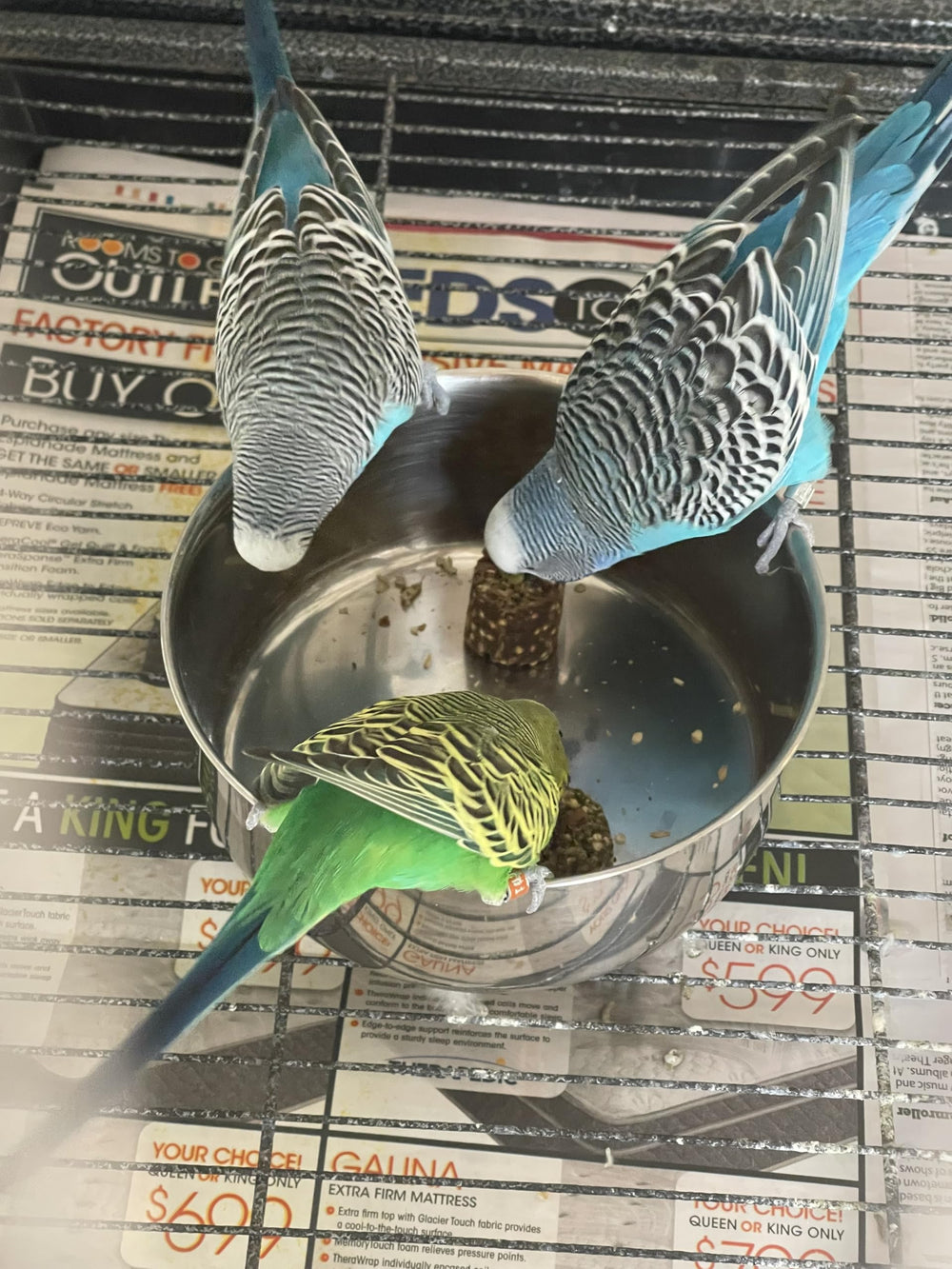 Harrison's Nuggies hidden in a foraging toy encouraging engagement