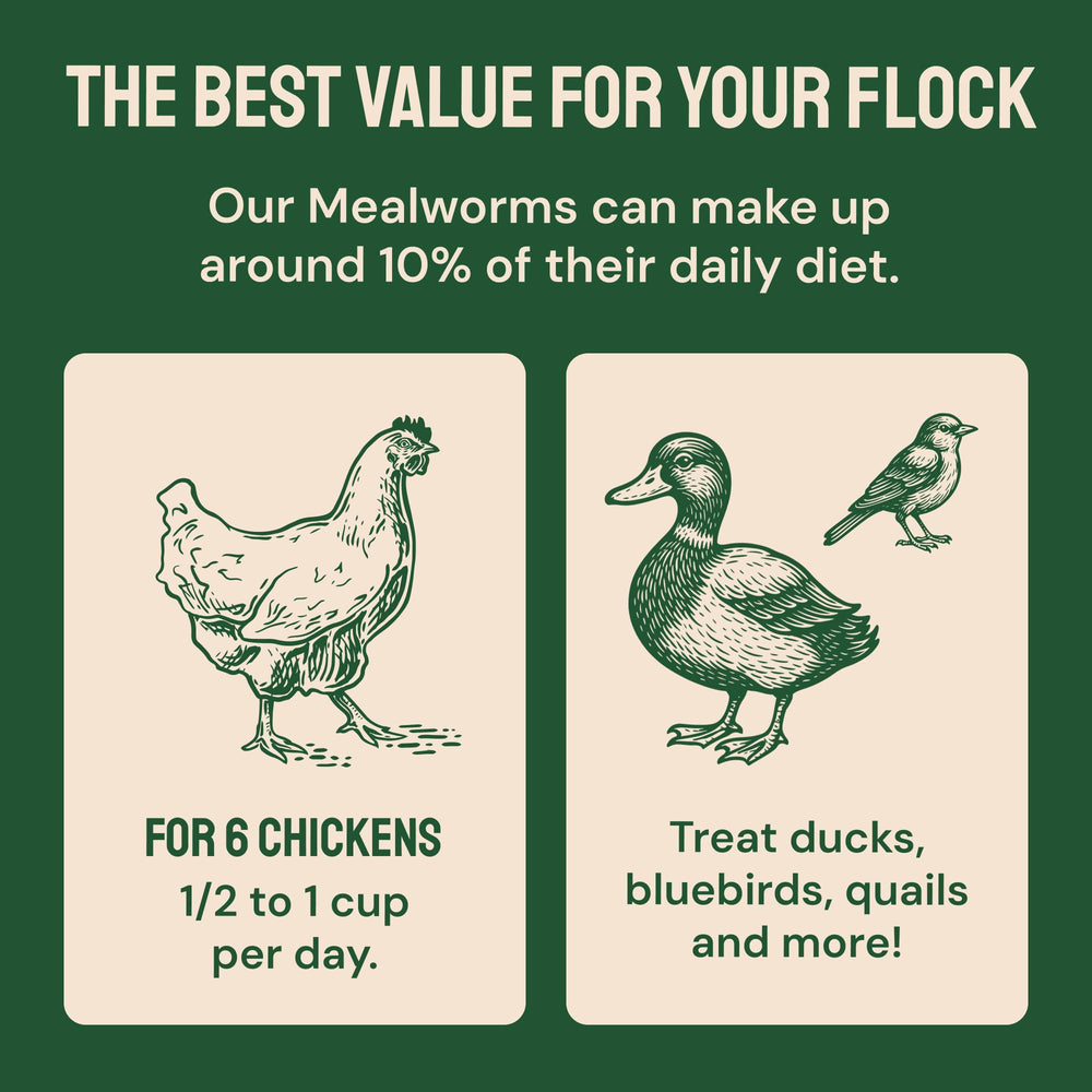Hatortempt backyard scene with chickens and birds, conveying multi-species use
