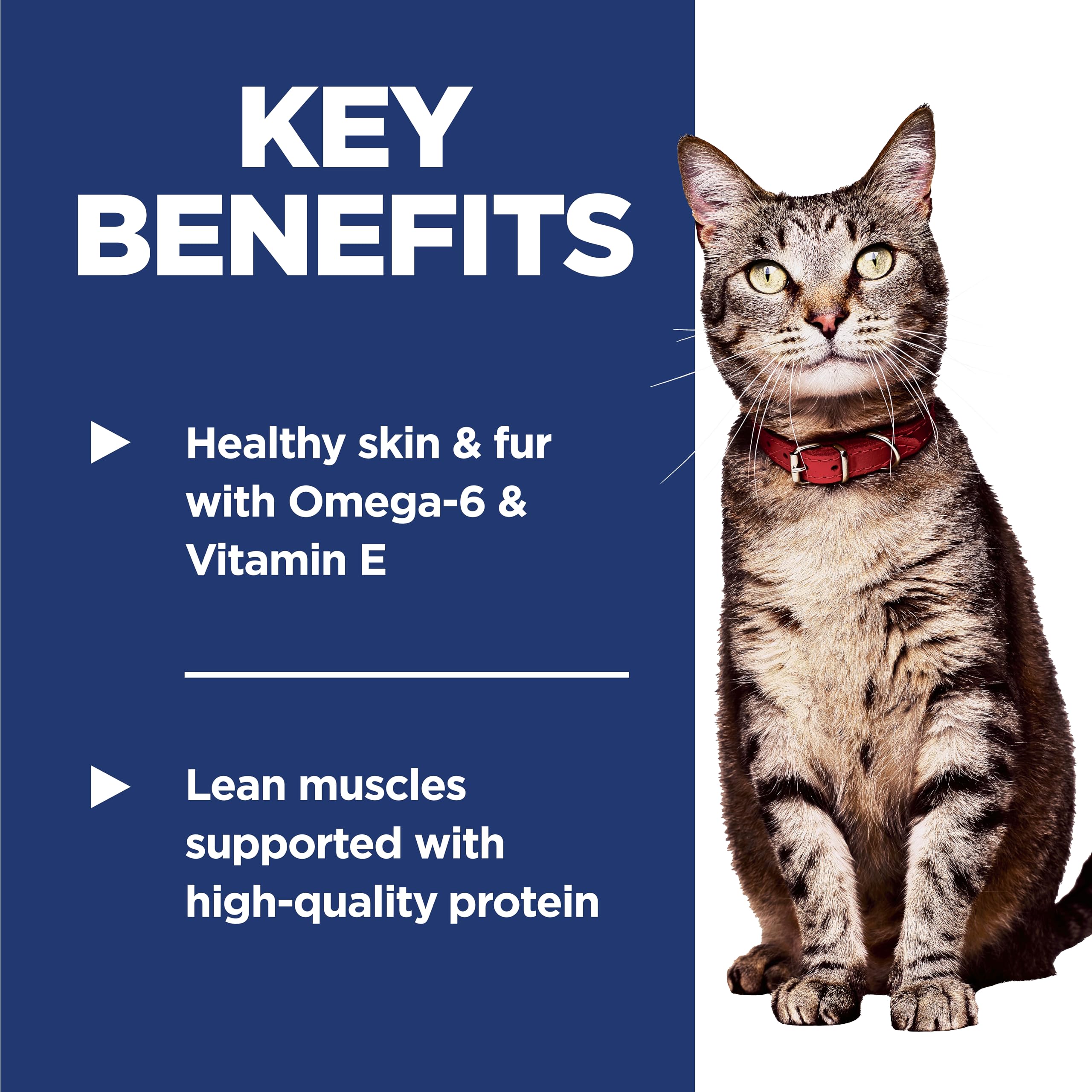 Hill's Science Diet served in a bowl for portioning convenience