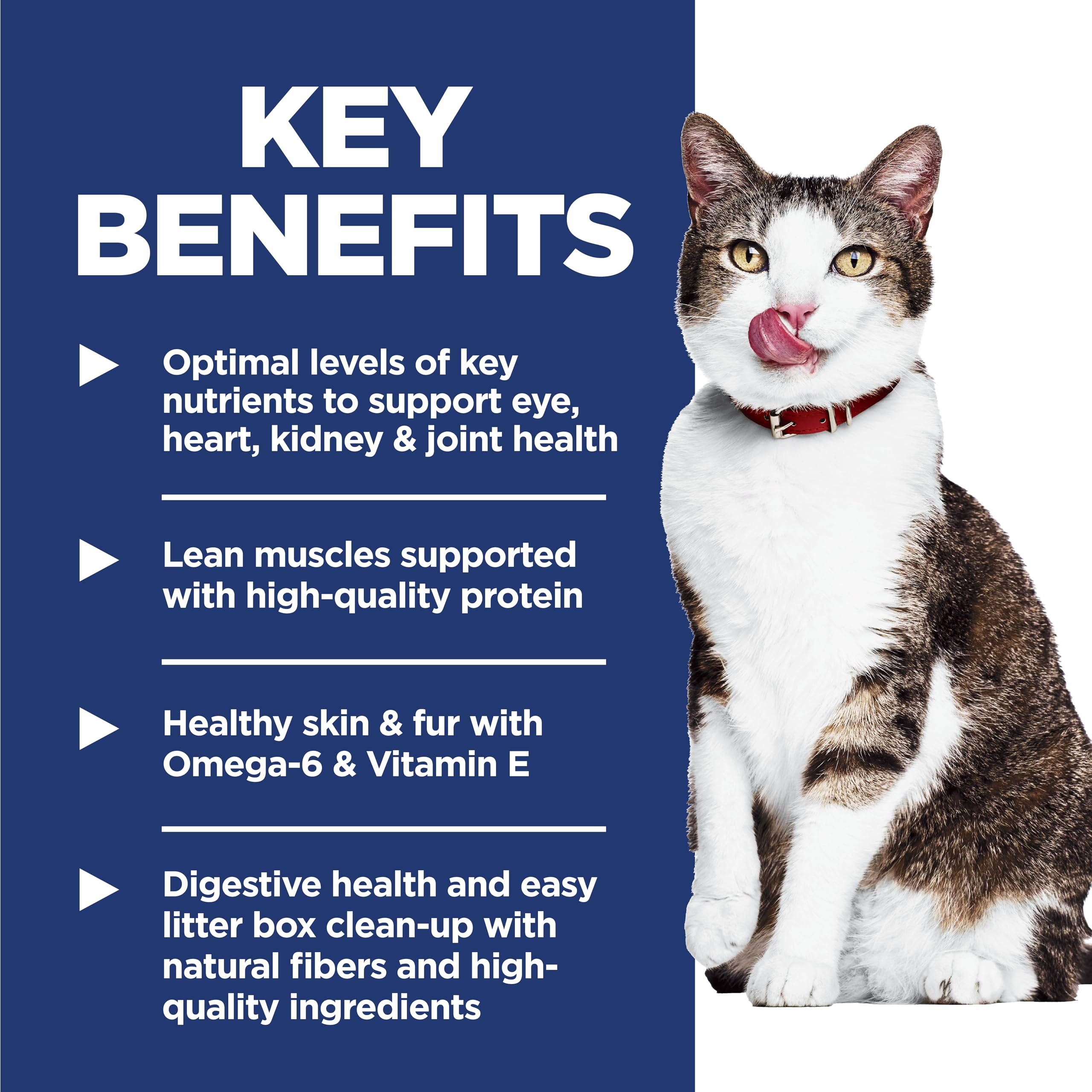 Indoor senior cat eating Hill's Science Diet supporting steady energy