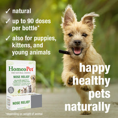 HomeoPet being given to a cat illustrating simple pet administration