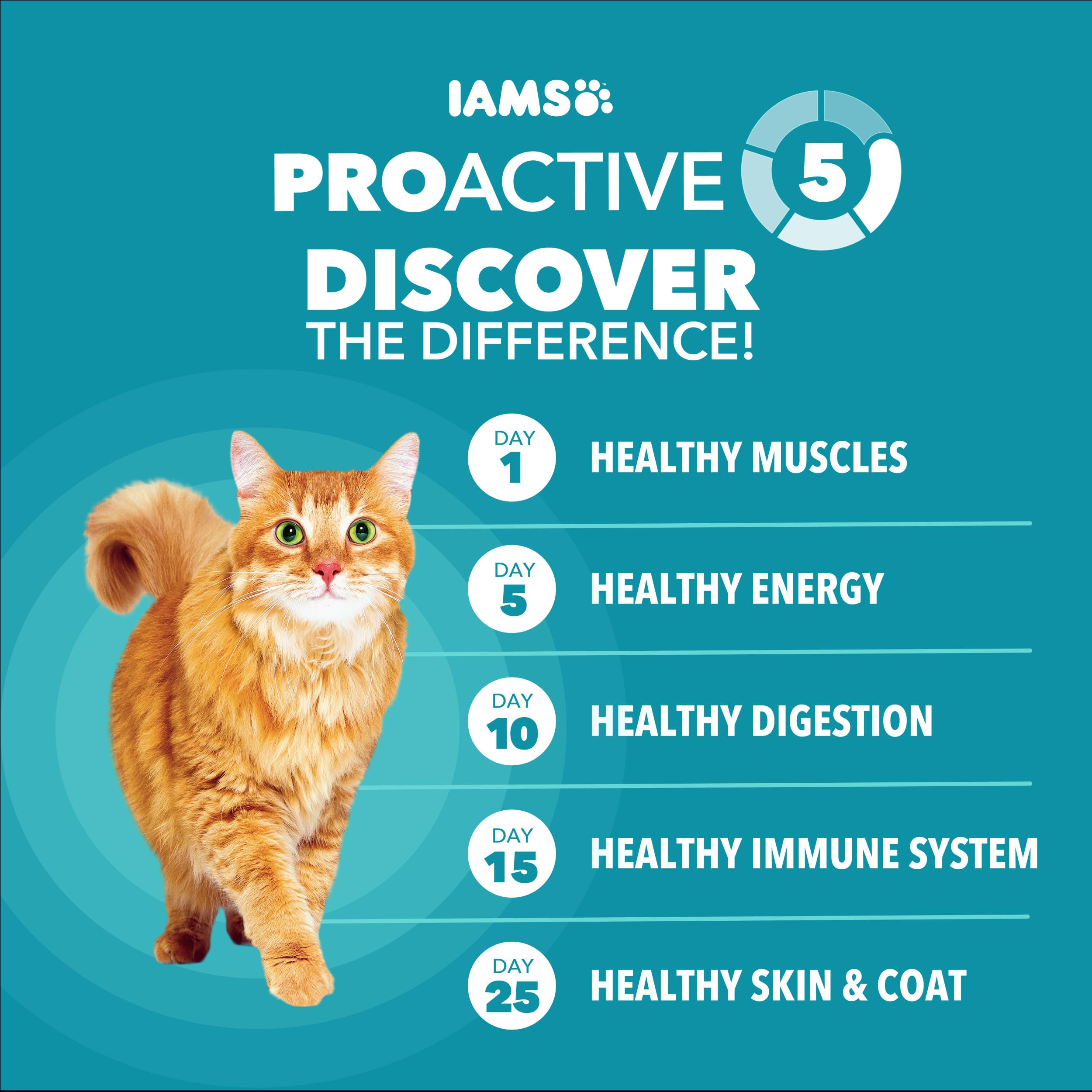 IAMS feeding bowl in kitchen illustrating portion control benefit