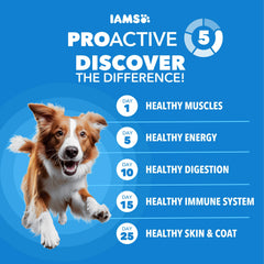 Close-up of IAMS chicken kibble texture highlighting digestible protein