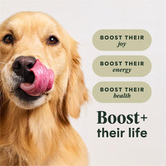 Instinct RawBoost served in bowl demonstrating portion size and appetizing texture for dogs