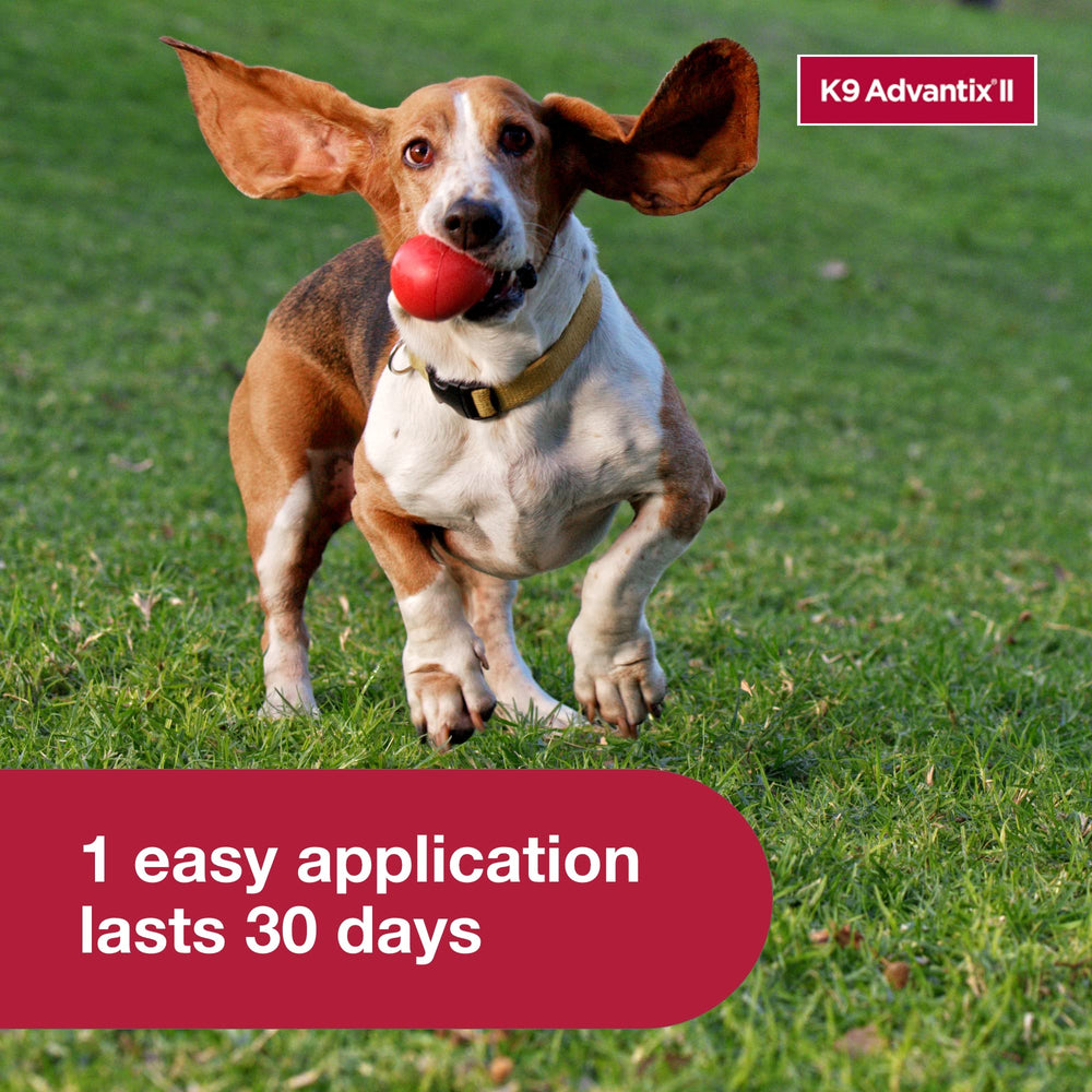 K9 Advantix medium next to toy showing correct 11–20 lb size fit