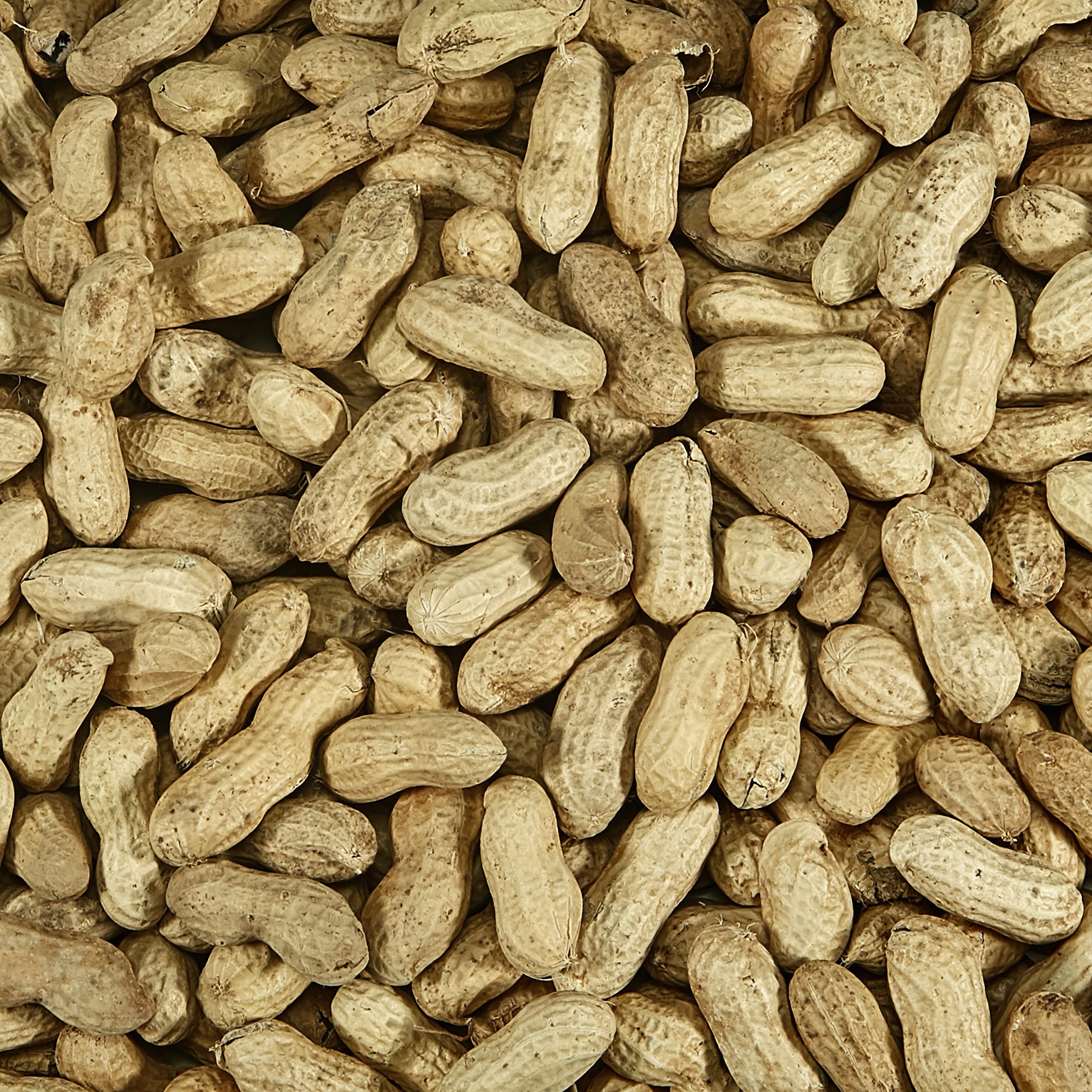 Kaytee peanuts loaded in a platform feeder attracting multiple species to your yard