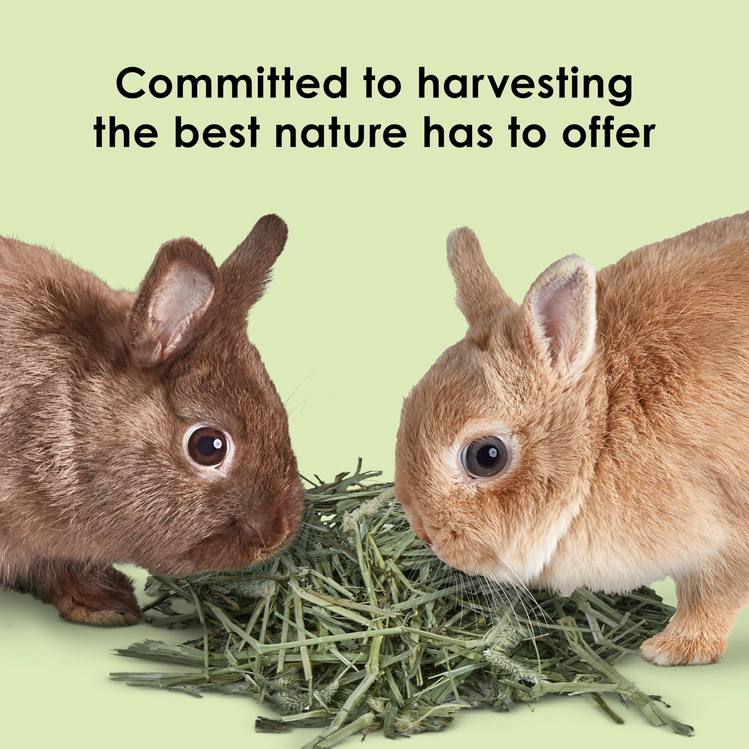 Kaytee hands selecting hay to show quality control and careful selection