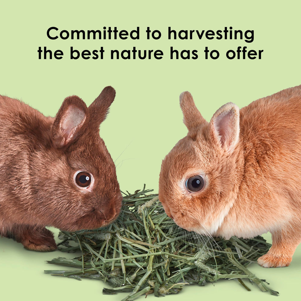 Kaytee hands selecting hay to show quality control and careful selection
