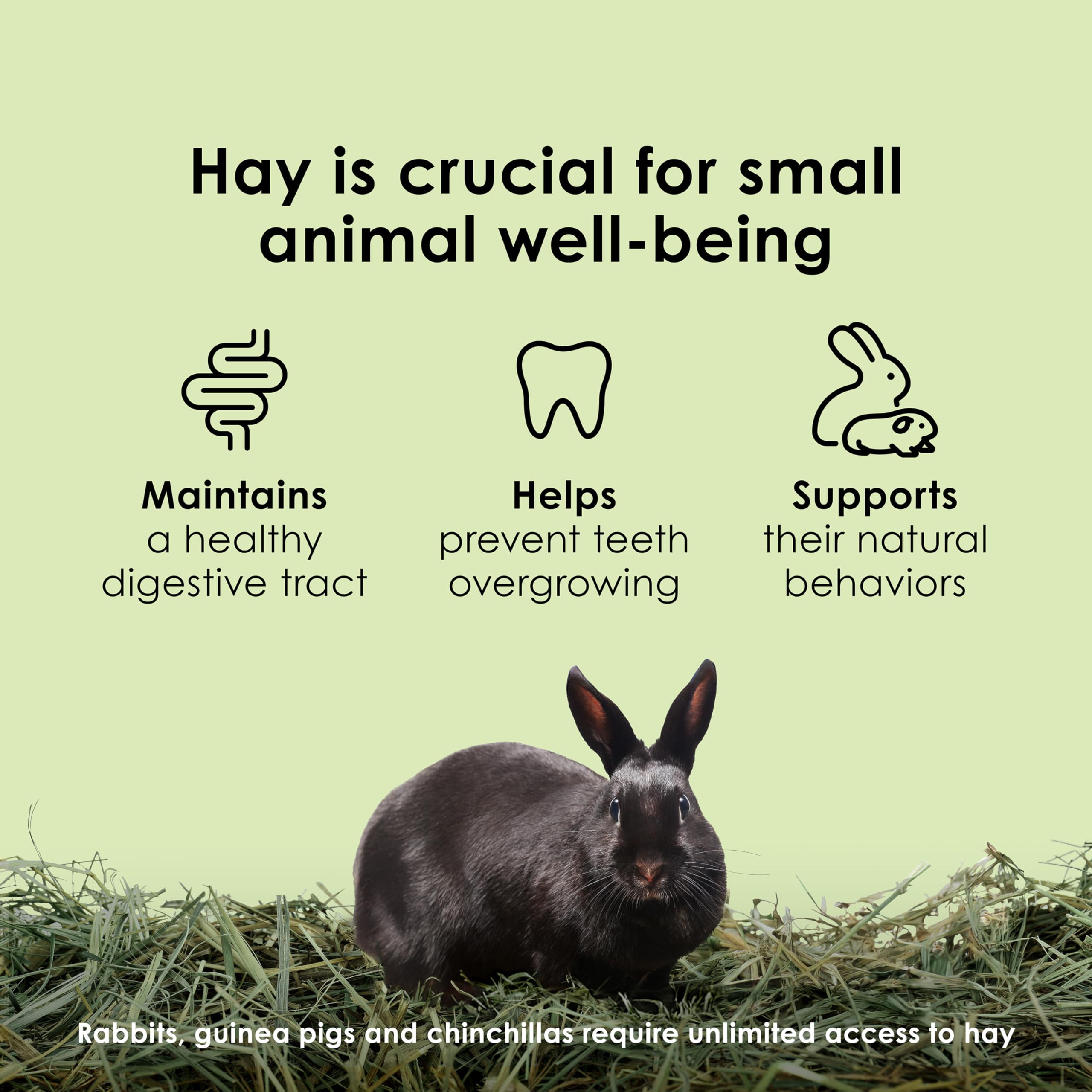Kaytee rabbit eating hay demonstrating palatability and dental activity