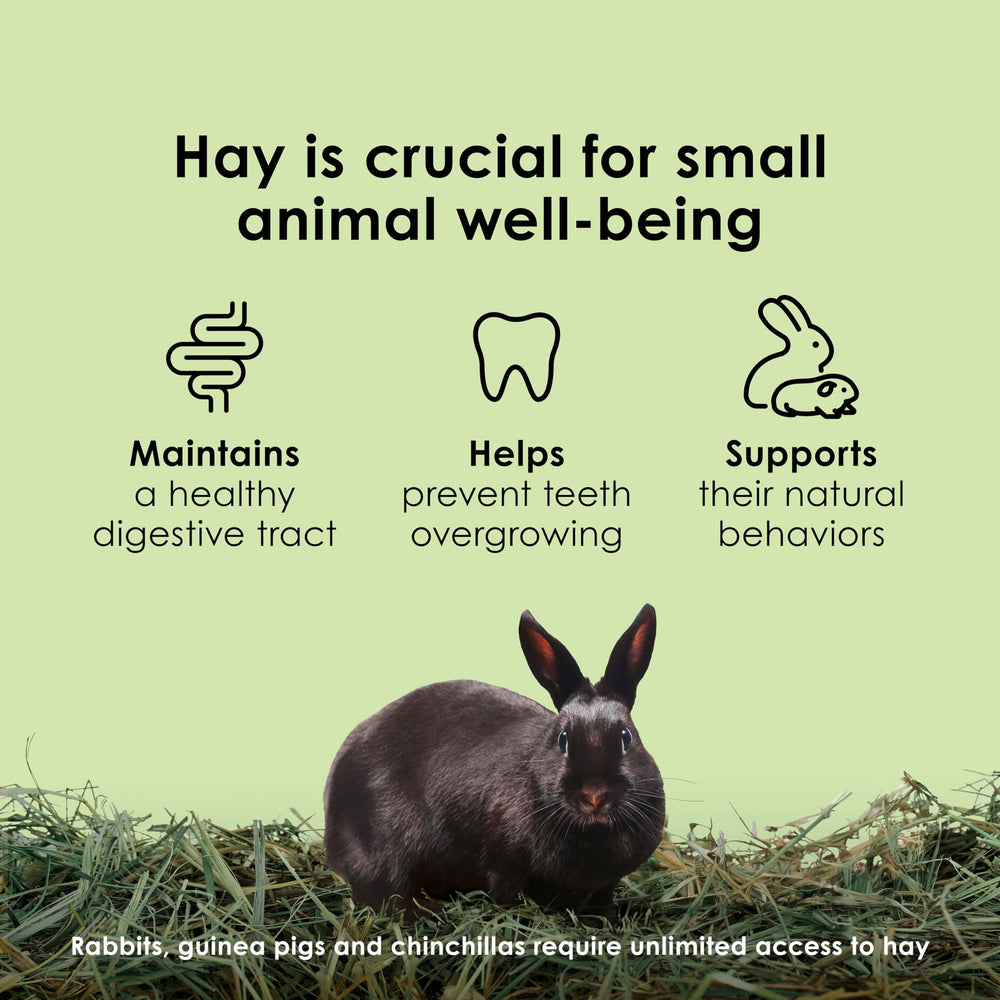 Kaytee rabbit eating hay demonstrating palatability and dental activity