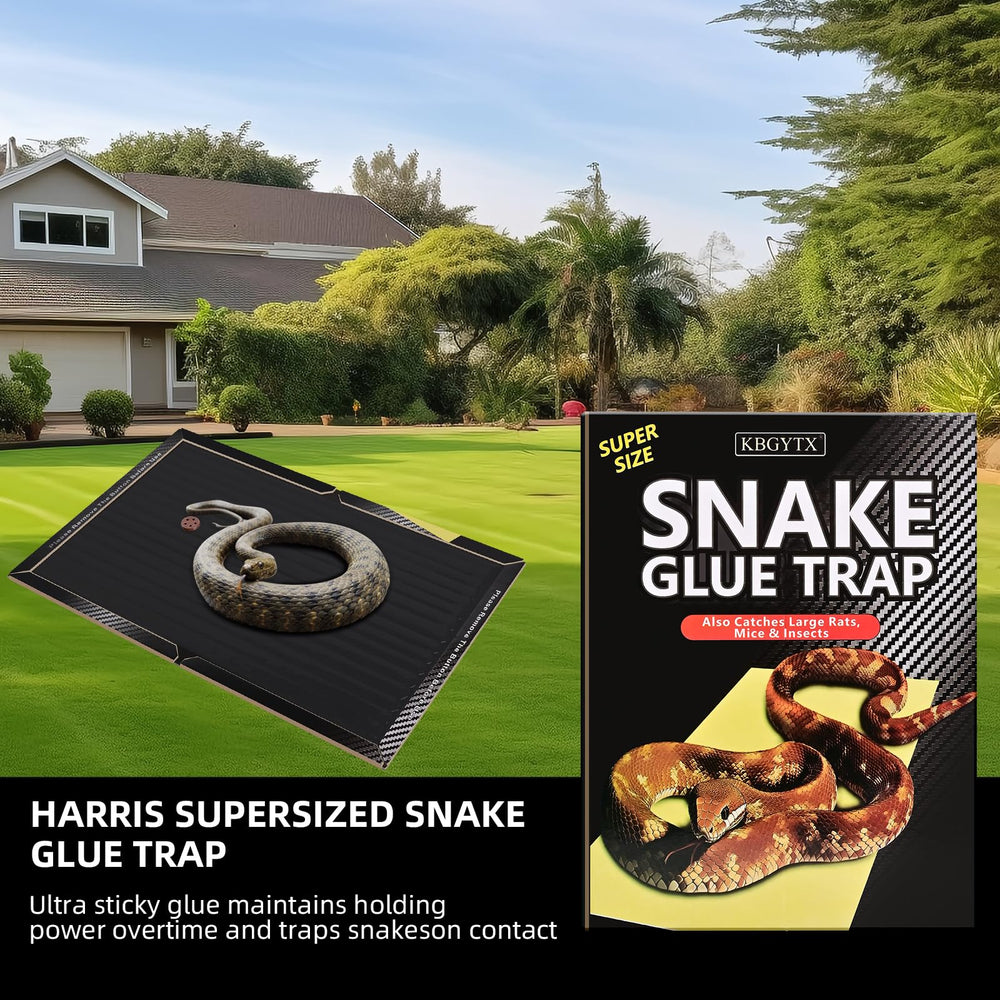 KBGYTX glue trap positioned around a tent at a campsite for safety