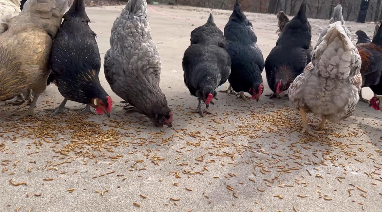 kimoe mealworms served in bowl for chickens encouraging foraging
