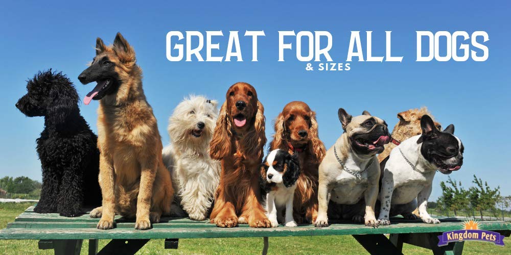 Kingdom Pets feeding guidelines label visible to explain safe gradual introduction