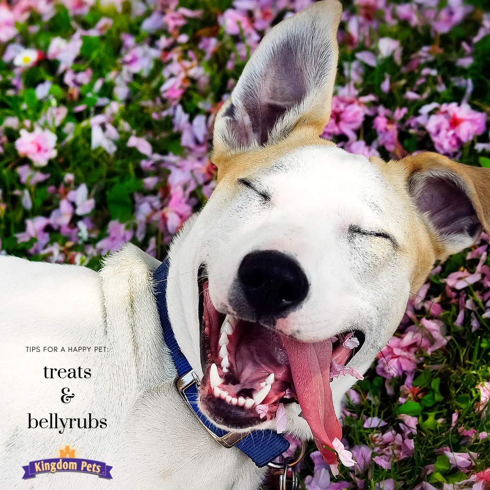 Kingdom Pets lifestyle shot of dog enjoying treat demonstrating high palatability