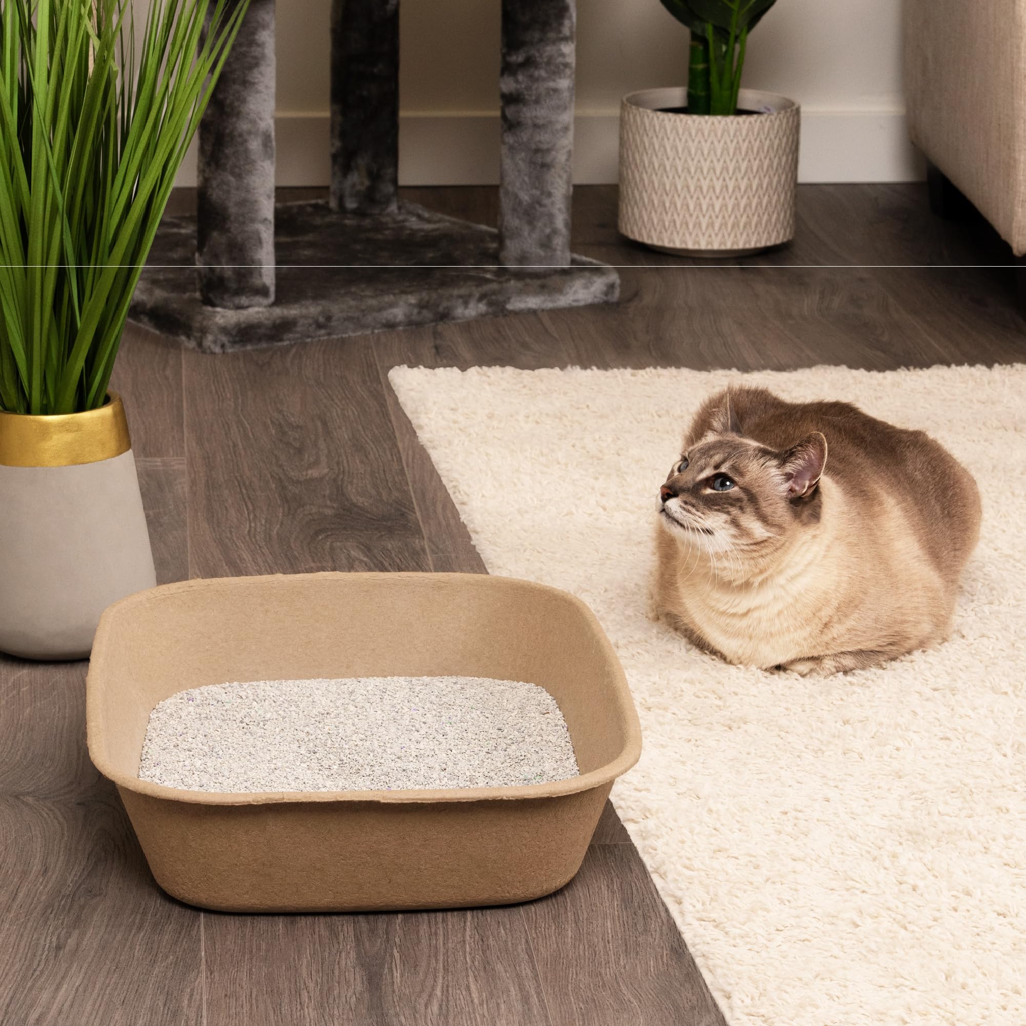 Kitty Sift kitten using tray showing safe low-entry access and stability