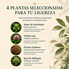 KIVORI MayaVerra botanical blend display of Galium, red clover, Stillingia and Zanthoxylum for transparency