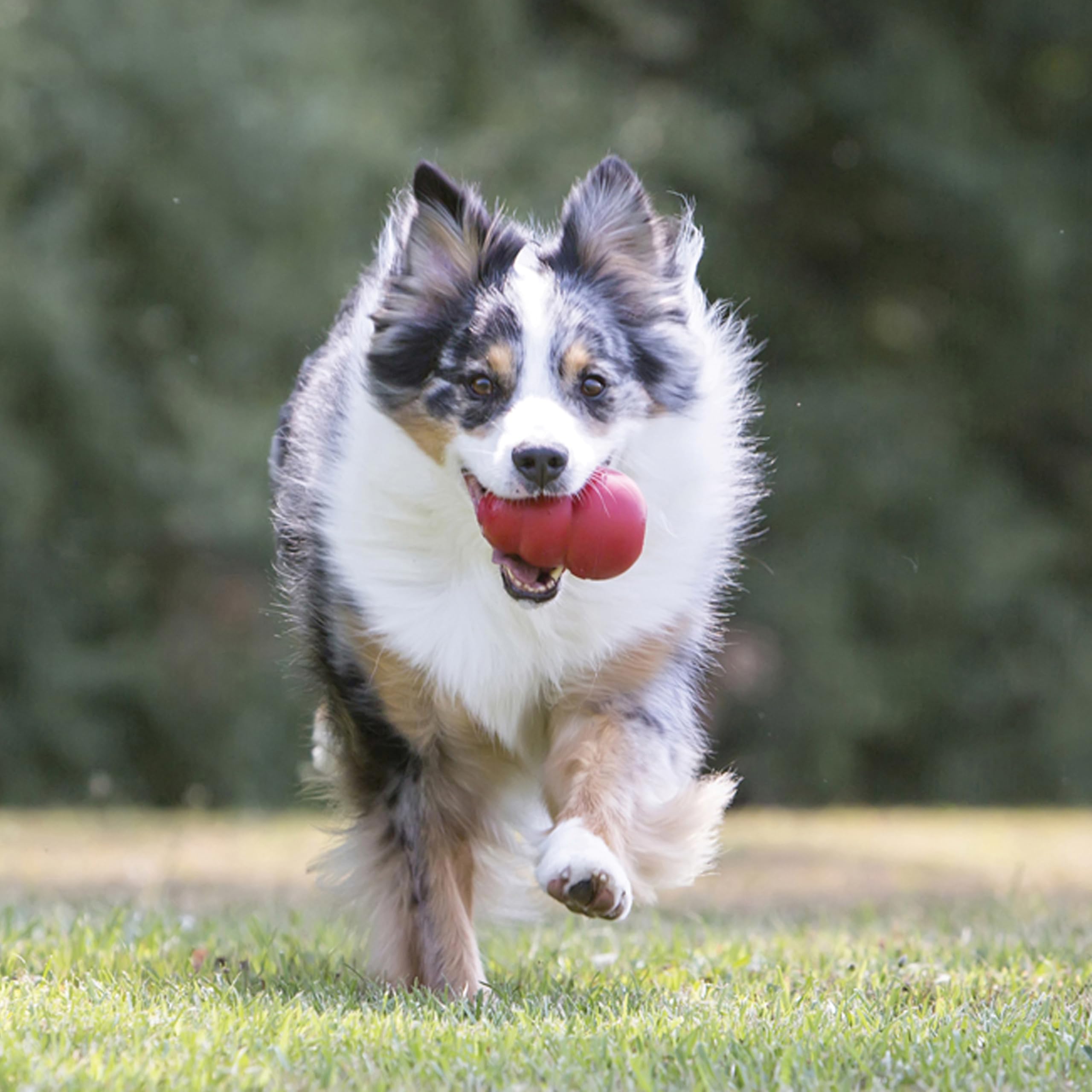 KONG stuffed with peanut butter illustrating treat-dispensing benefit